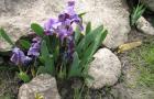 Oaspeți de primăvară - irisi bulbi