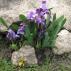 Spring guests - bulbous irises