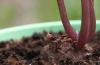 Reprodukcia cyklámenu zo semien doma