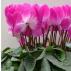 How to grow cyclamen from seeds, rules for planting and caring for a plant during the growing period, photo galleries