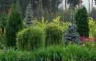Coniferous compositions in the landscape design of a summer cottage + photos of plants