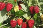 ﻿Memangkas raspberry: instruksi dan rekomendasi untuk pemula