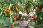 Varietas tomat terbaik untuk rumah kaca polikarbonat