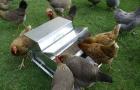 Zanimljive opcije za hranilice za kokoši