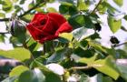 Троянда чайно-гібридна: посадка та догляд