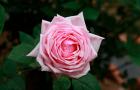 Upoznajte hibridne čajne ruže!
