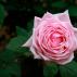 Zoznámte sa s hybridnými čajovými ružami!