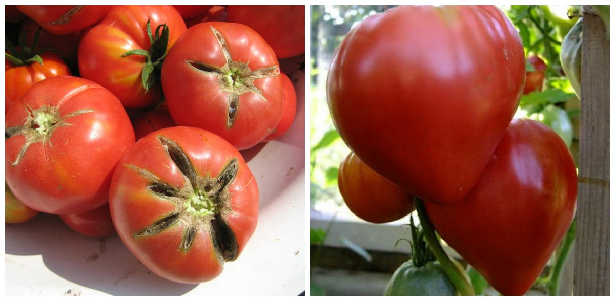Раннеспелый гибрид. Томат Буцефал f1. Сорт вождь краснокожих томат. Сорт помидор Верочка. Суперранние сорта томатов.