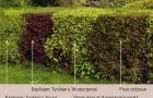 How to arrange a living fence at your dacha and what is better to plant as a hedge?