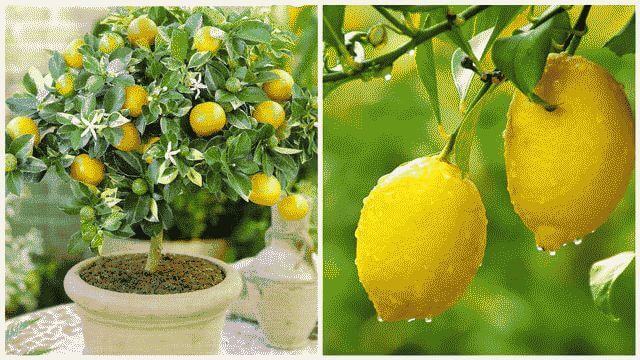 Вырастить лимон в домашних условиях с плодами. Лимонное дерево из косточки. Лимонное дерево с косточки. Лимон из косточки в домашних. Лимонное дерево из семечки.