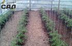 The best varieties of tomatoes for greenhouses: names and properties of fruits