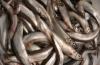 Manfaat dan bahaya capelin bagi tubuh manusia Karakteristik capelin ikan