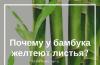Bambusul de interior devine galben și alte probleme Trunchiul de bambus de interior devine galben, ce să faci