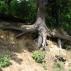 struktur pinus pohon konifer pinus