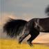 К чему снится черная лошадь по сонникам ванги, миллера Сонник толкование лошадь черная