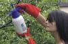 Simbiosis semut dan kutu daun: bagaimana cara memutuskan persatuan yang bahagia untuk melindungi tanaman?