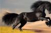 К чему снится черная лошадь по сонникам ванги, миллера Сонник толкование лошадь черная