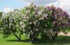 Lilac - khasiat obat dan kontraindikasi Sifat dan aplikasi Lilac yang bermanfaat