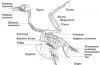 Sistemul musculo-scheletic al animalelor (evoluția structurii)