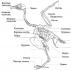 Sistemul musculo-scheletic al animalelor (evoluția structurii)